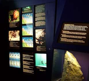 Muzeum Haus Alpine Naturschau