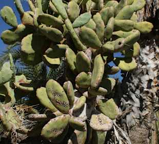 Opuntia