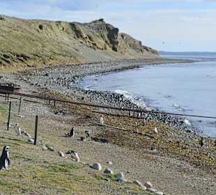 Park Narodowy Isla Magdalena