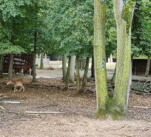 Wildpark Mainz-Gonsenheim