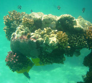 Wunderbares Hausriff