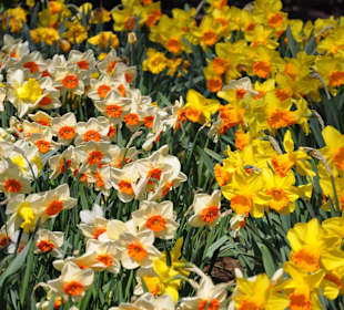 Парк Кекенхоф в Голандии