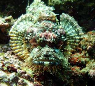 Tauchen bei Racha Island