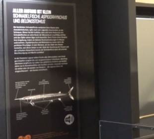 Dinosaurier Museum Altmühltal