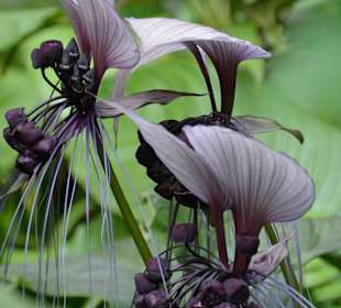 Hawaii Tropical Botanical Garden