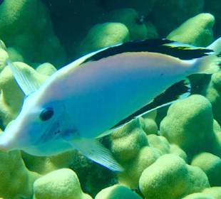 Albino an der Banane