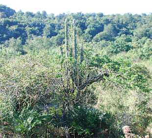 Pflanzenvielfalt im Nationalpark