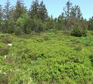 Wandergebiet Ruhestein