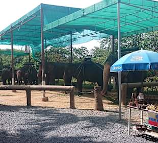 Elefantenreiten Koh Samui