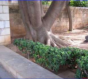 Parc de la Mar (Kathedrale) in Palma