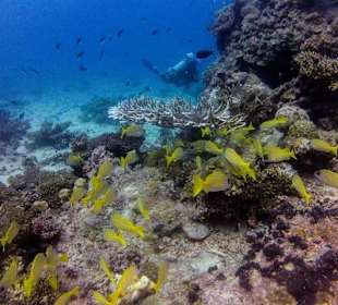 Diving Reef near Resort
