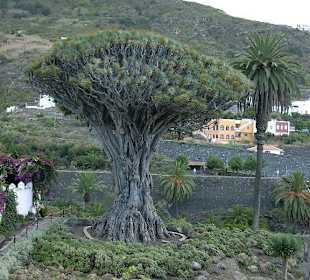 Icod de los Vinos
