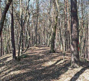 Schöner Waldweg