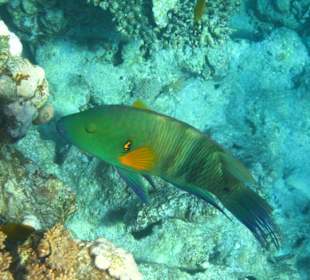 Hausriff (Dreams Beach Resort)