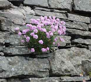 Burren Landschaft und Connemara