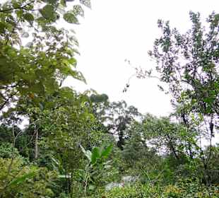 Poring Hot Springs - Schmetterlingsgarten