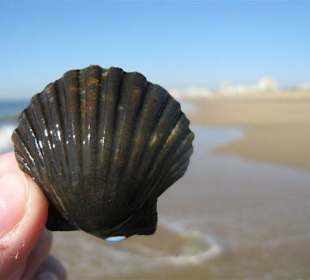 Muschel