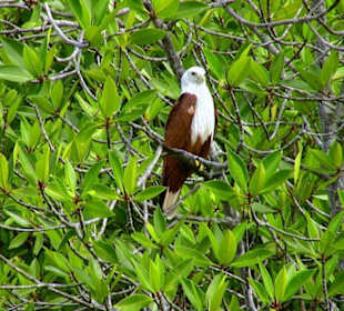Adler während der Mangroventour