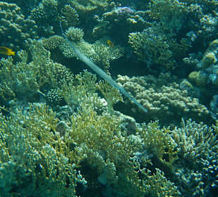 Flötenfisch am Aussenriff