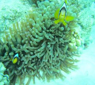 Farbenspiel unter Wasser