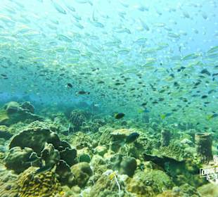 Tauchen in Koh Chang