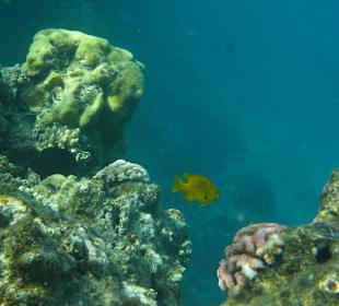 Riff direkt an der Landzunge