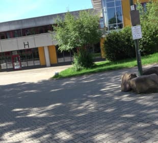 Sportgelände Burgstraße