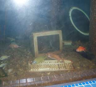 Aquarium bei Santo Domingo