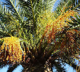 Dattelpalmen an der Strandpromenade