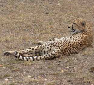 Unser Top Modell 2011