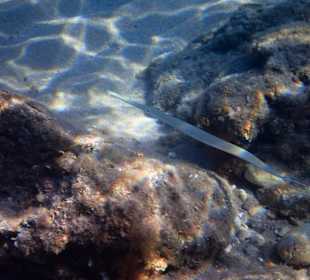 Tauchbasis Waterhoppers Rhodos