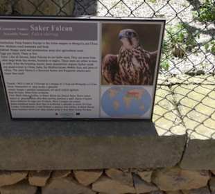 Malta Falconry Centre