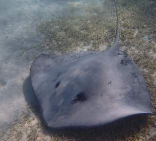 Stechrochen auf der Seegraswiese