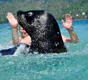 Seelöwenknutschtour 