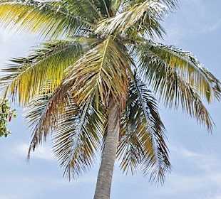 Tropical Beach Safari - Puerto Plata - DomRep Lifestyle - Ex