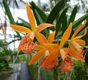 Orchidee