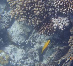 Korallen Riff mit Fisch