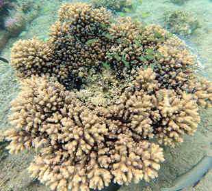 Korallen & Jungfische