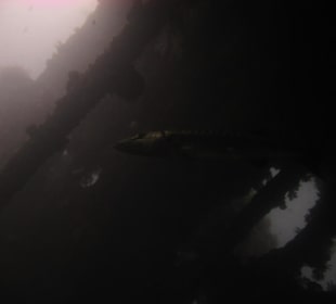 Einer der Bewohner der Liberty