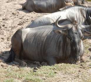 Safaripark-Durchfahrt