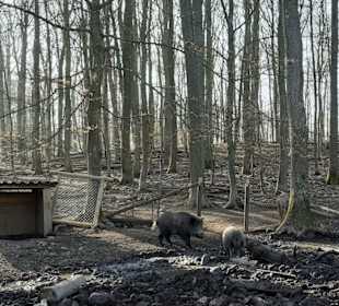 Wildpark Betzenberg in Kaiserslautern