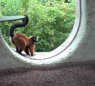 Tierpark Hellabrunn - Welt der Affen