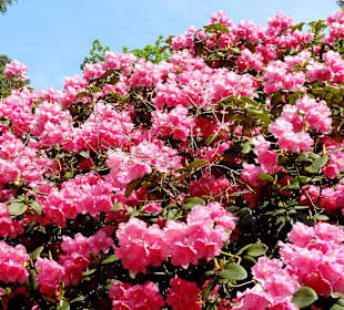 Impressionen vom Rundweg durch den Park