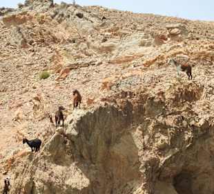 Ziegen auf den Felsen 