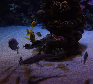 Sehr schön, als wäre man selber tauchen würde.