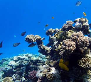 Верблюд - Hotel Tropitel Sahl Hasheesh