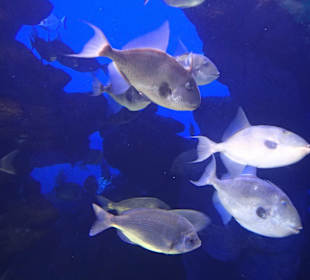 Palma Aquarium