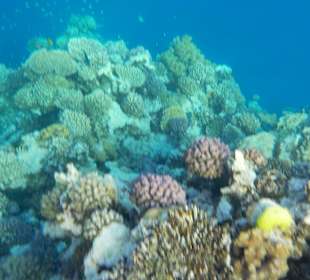 Schnorcheln Marsa Alam