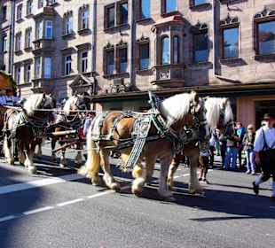 Brauerei Zirndorf 6 Rheinländischen Kaltblütern
