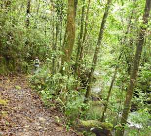 Wanderung durch den Regenwald im Kinabalu Park